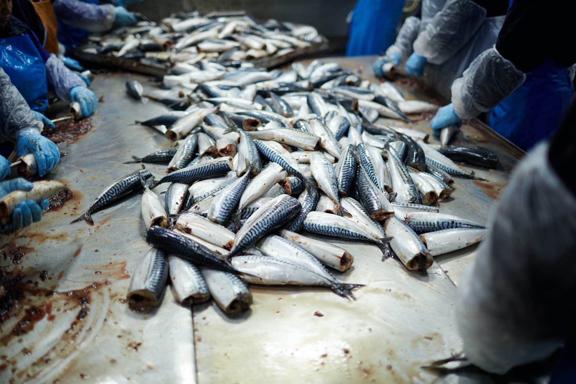 Mackerel for processing