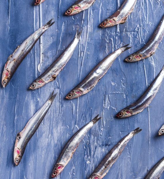 Fish pattern. Fresh anchovies on blue