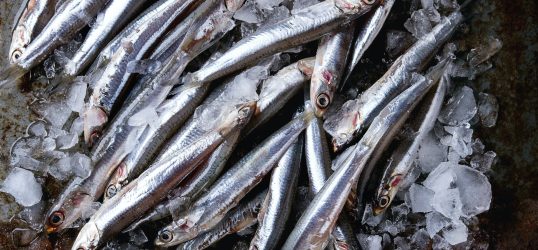 Raw fresh anchovies fishes